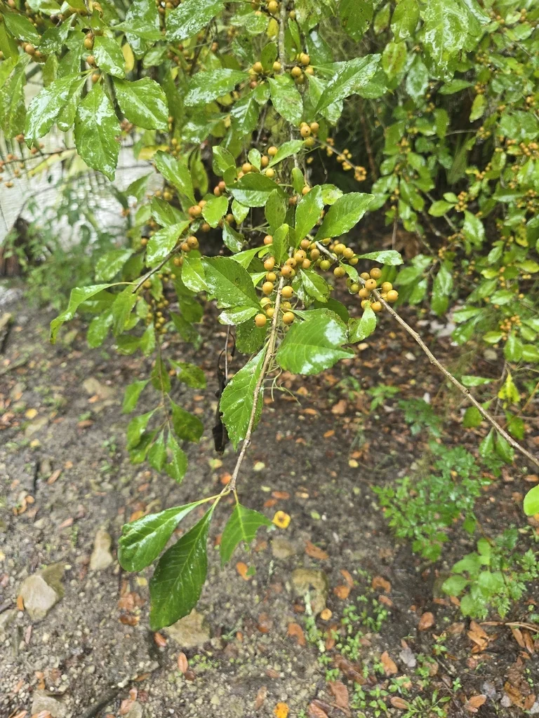 Ilex Decidua