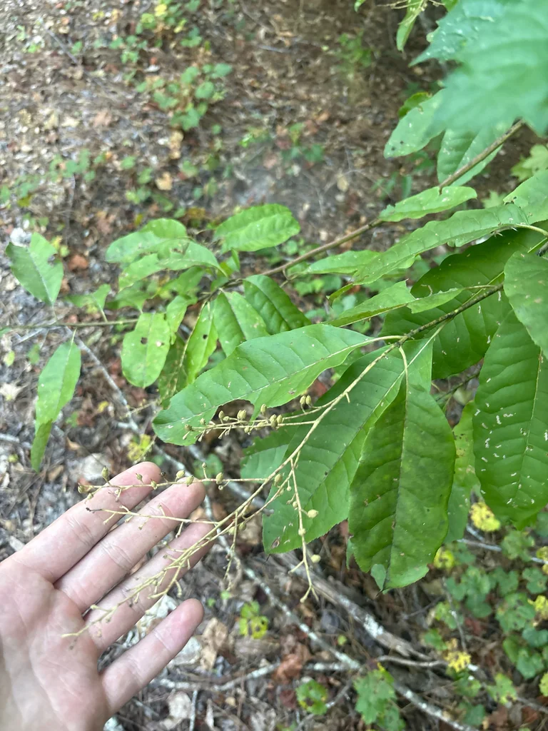 Oxydendrum Arboreum