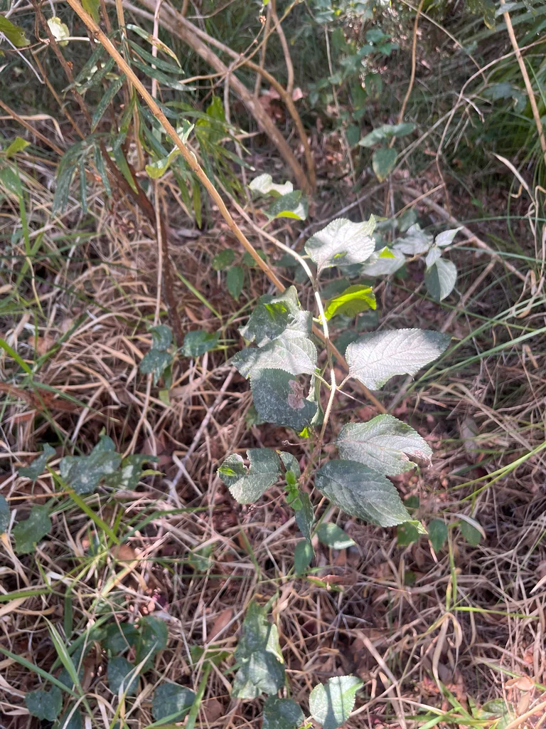 Lantana camara