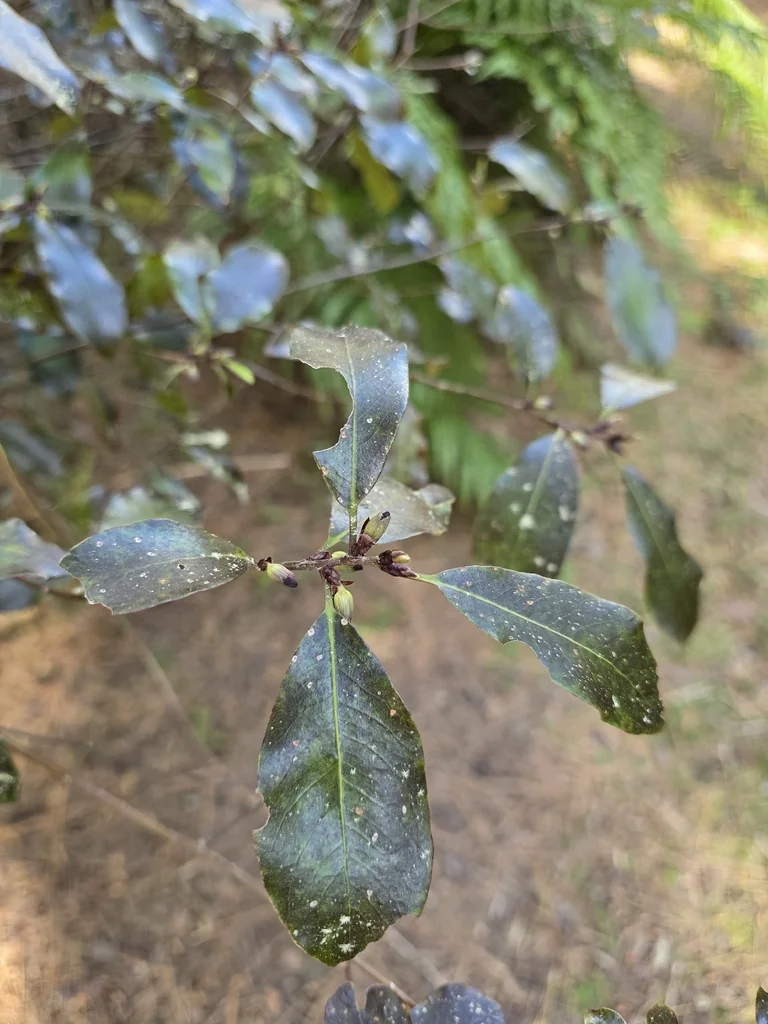Pittosporum Tenuifolium
