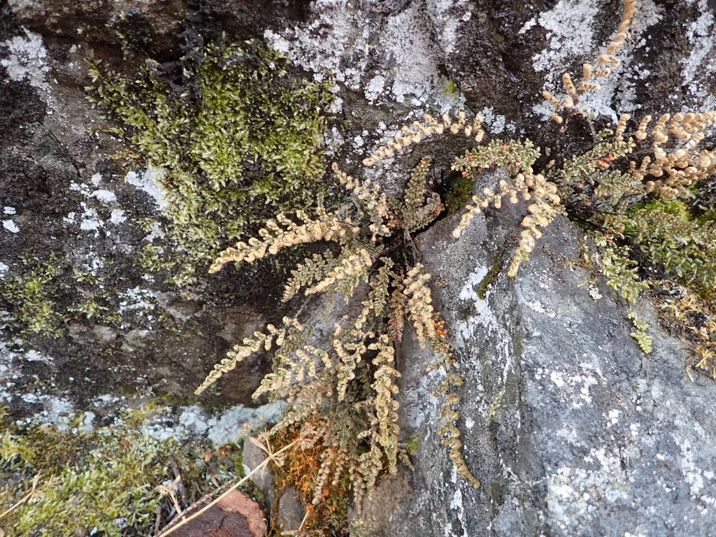 Myriopteris Covillei