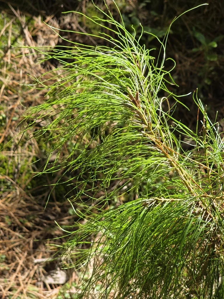 Pinus Radiata