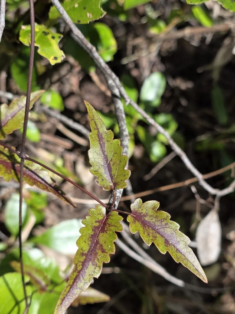 Clematis Paniculata