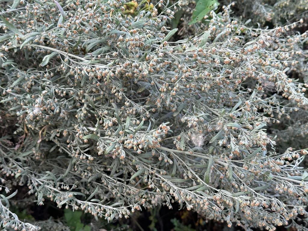 Artemisia Absinthium