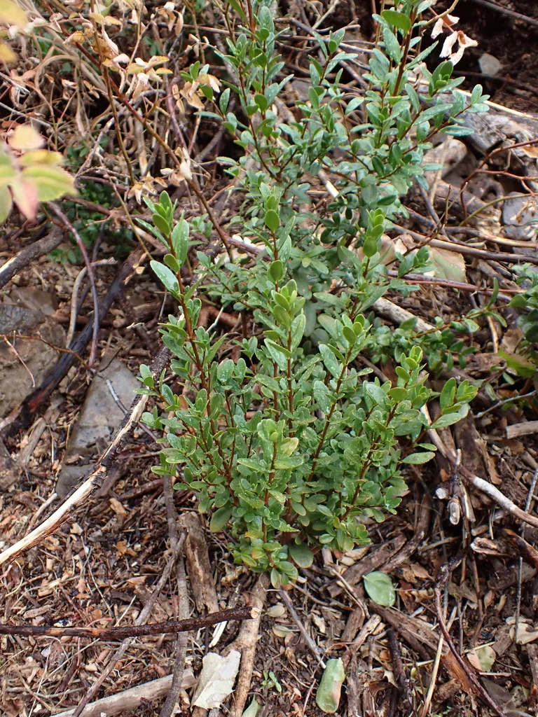 Paxistima Myrsinites