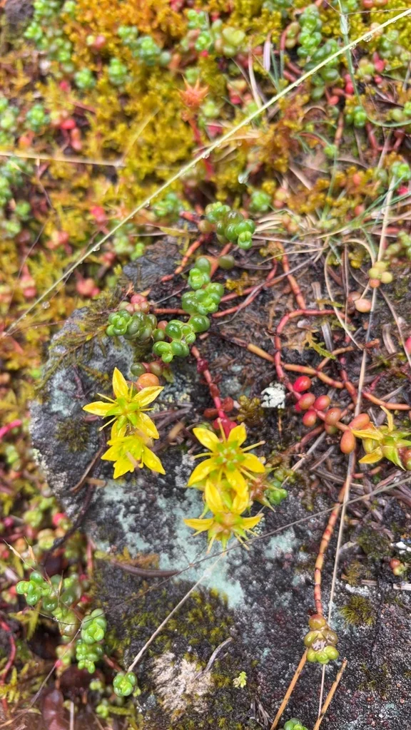 Sedum Divergens