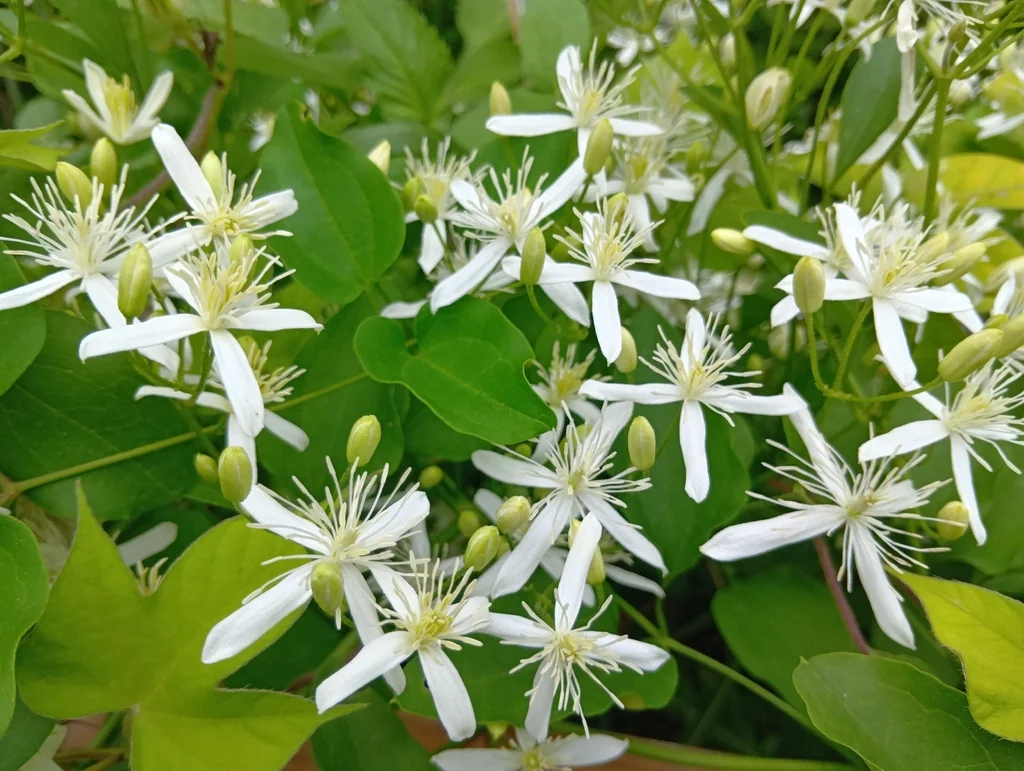 Clematis Ternifolia