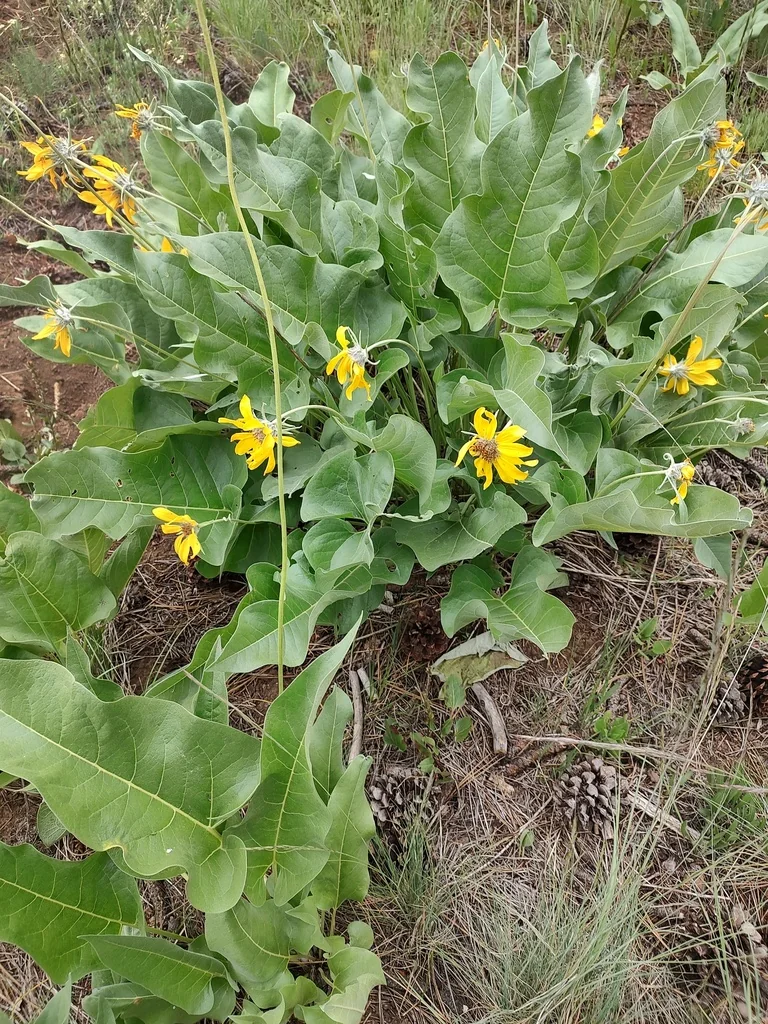 Balsamorhiza Sagittata
