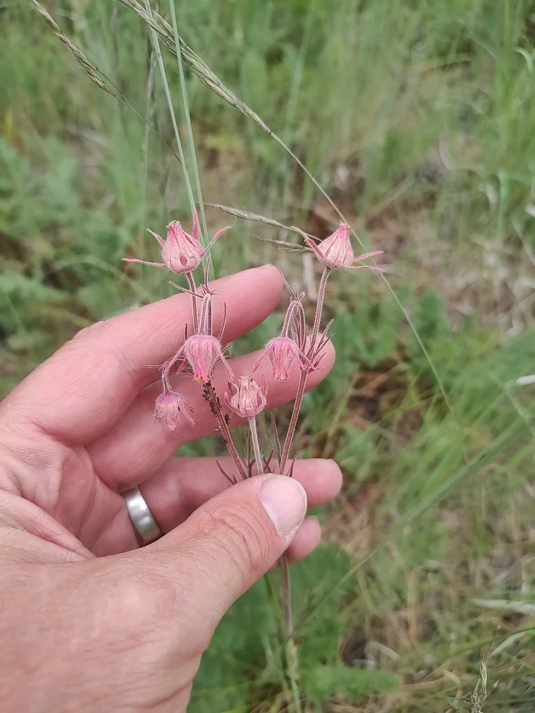 Geum Triflorum