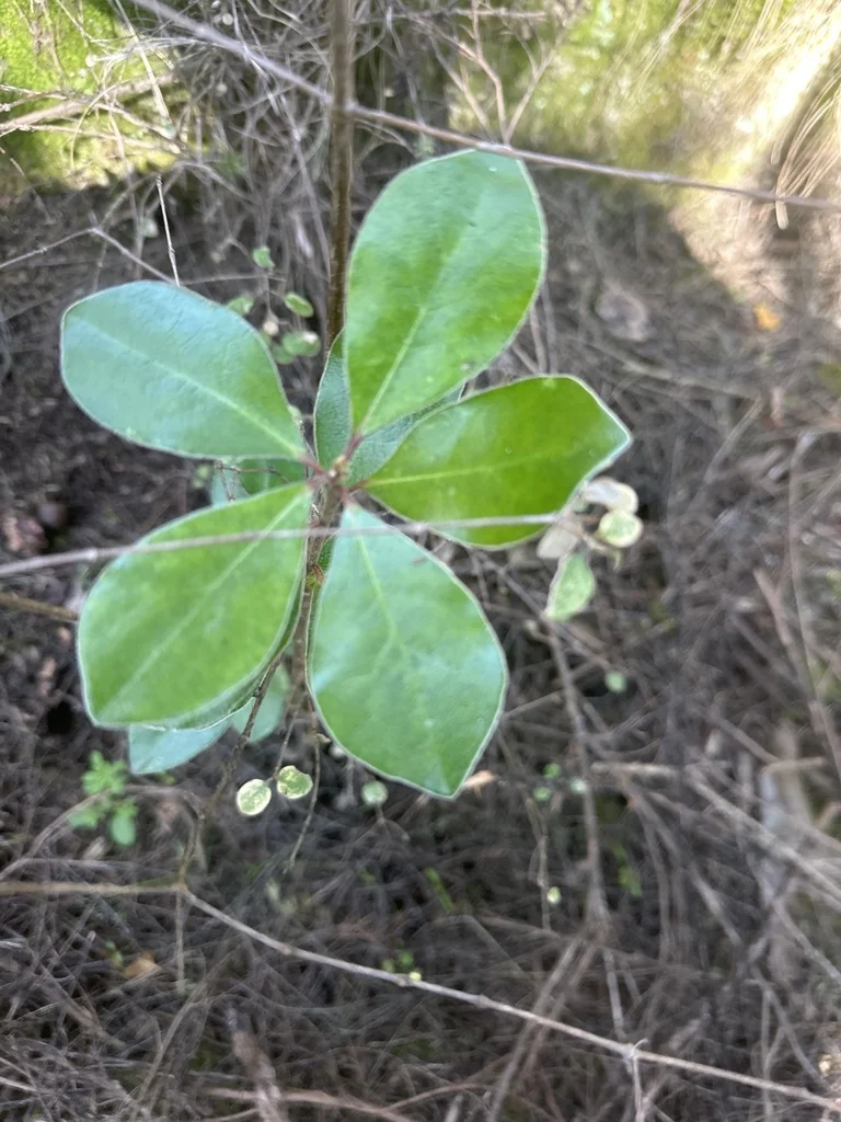 Pittosporum Crassifolium