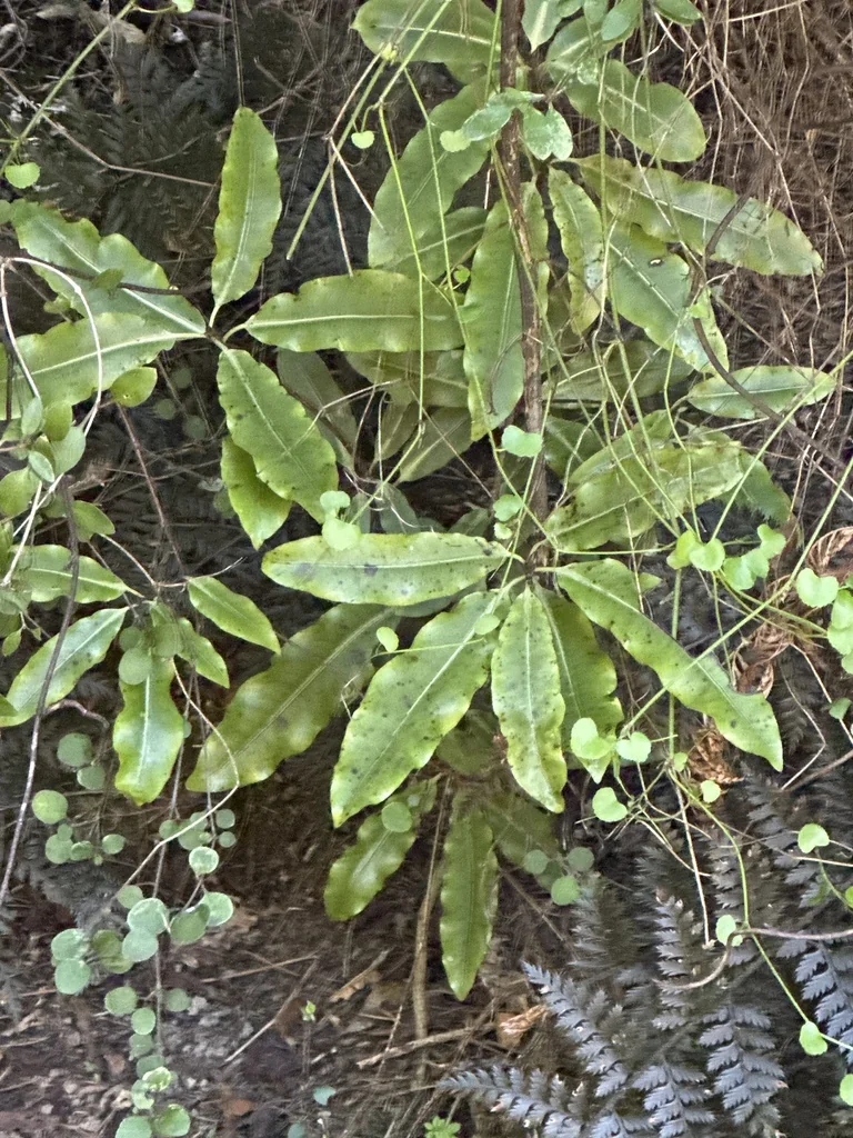 Pittosporum Eugenioides