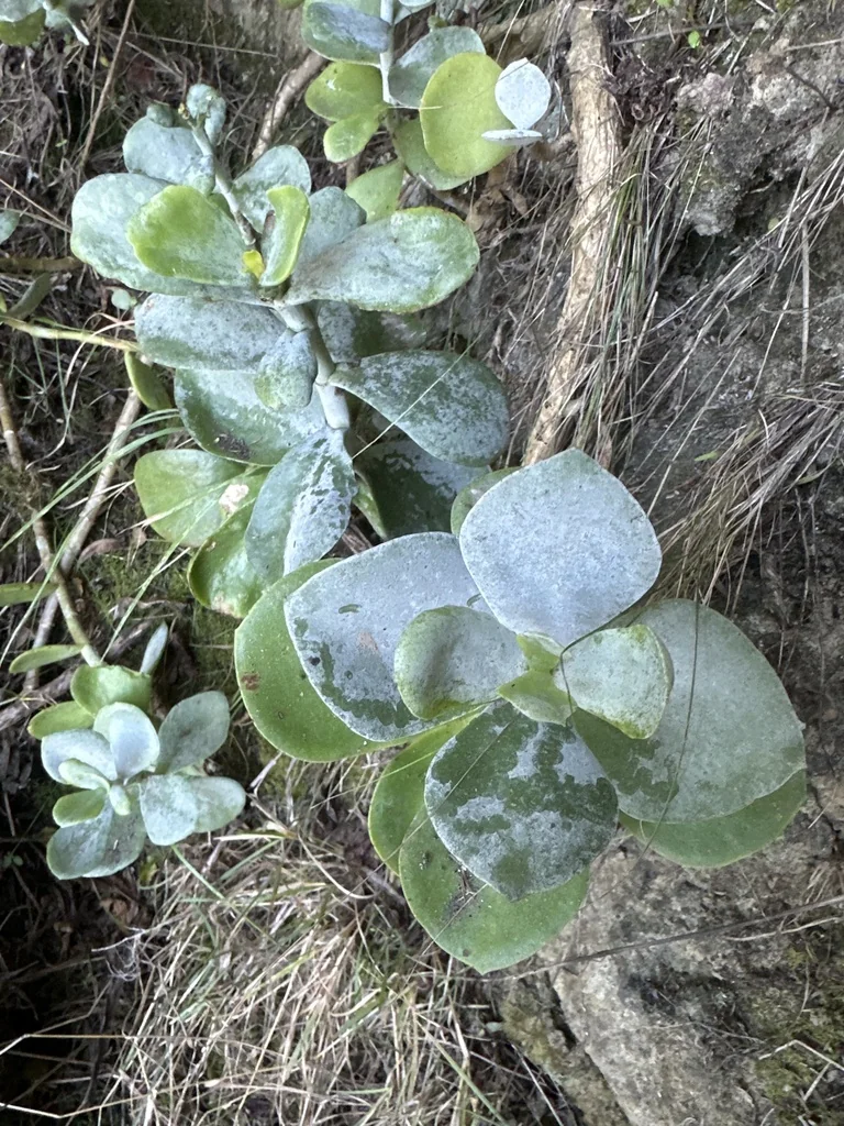 Cotyledon Orbiculata