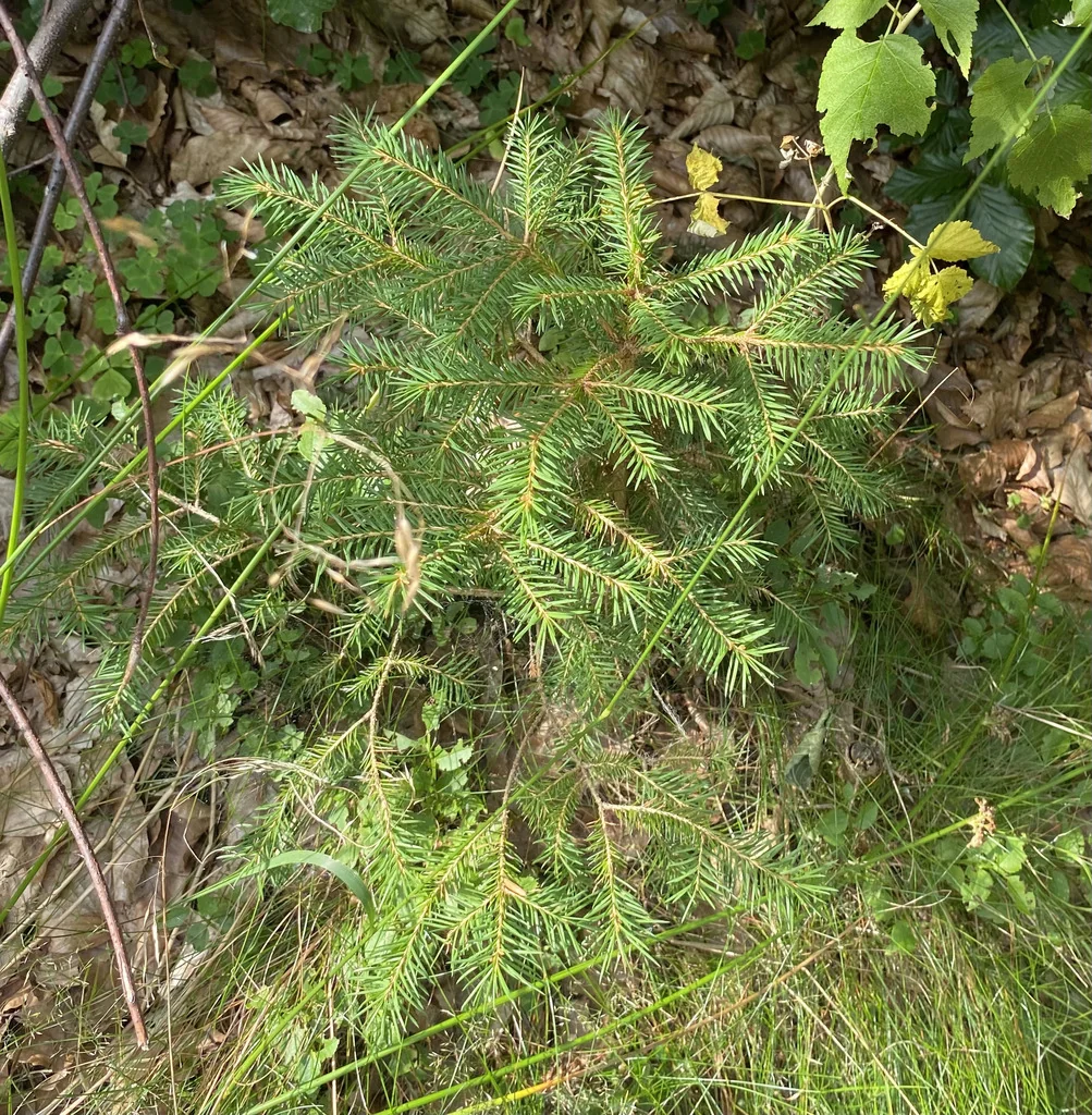 Picea Abies