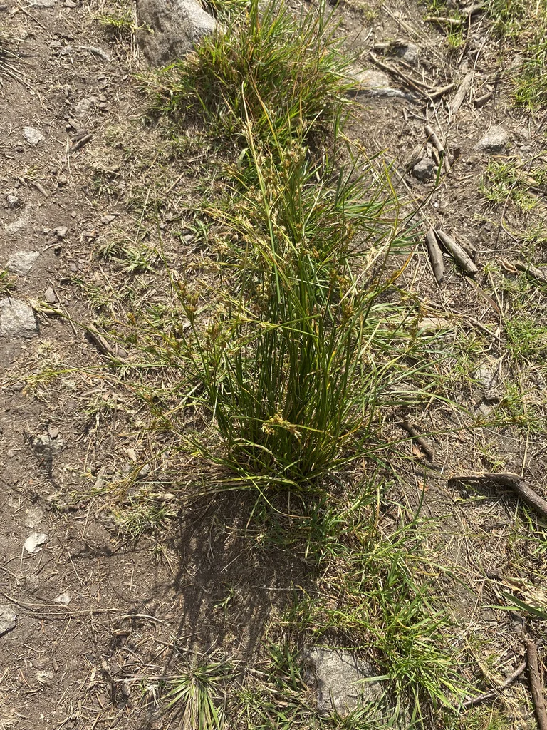 Juncus Tenuis