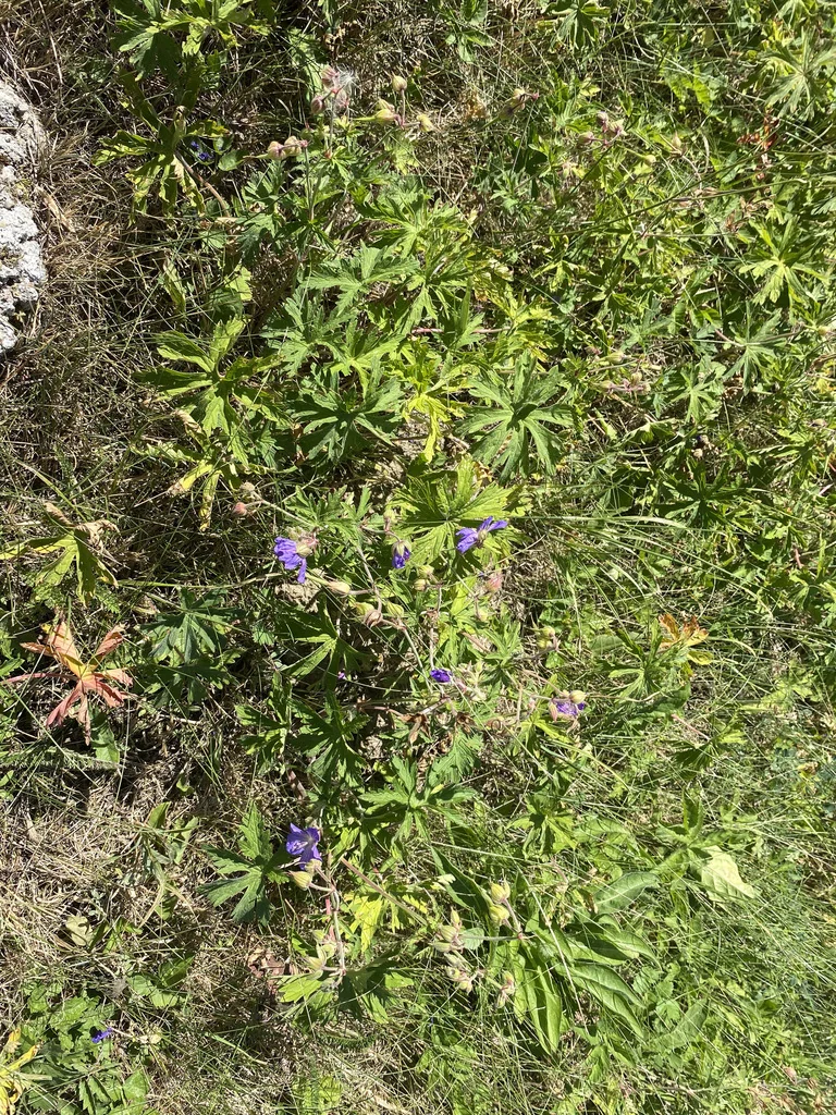 Geranium pratense