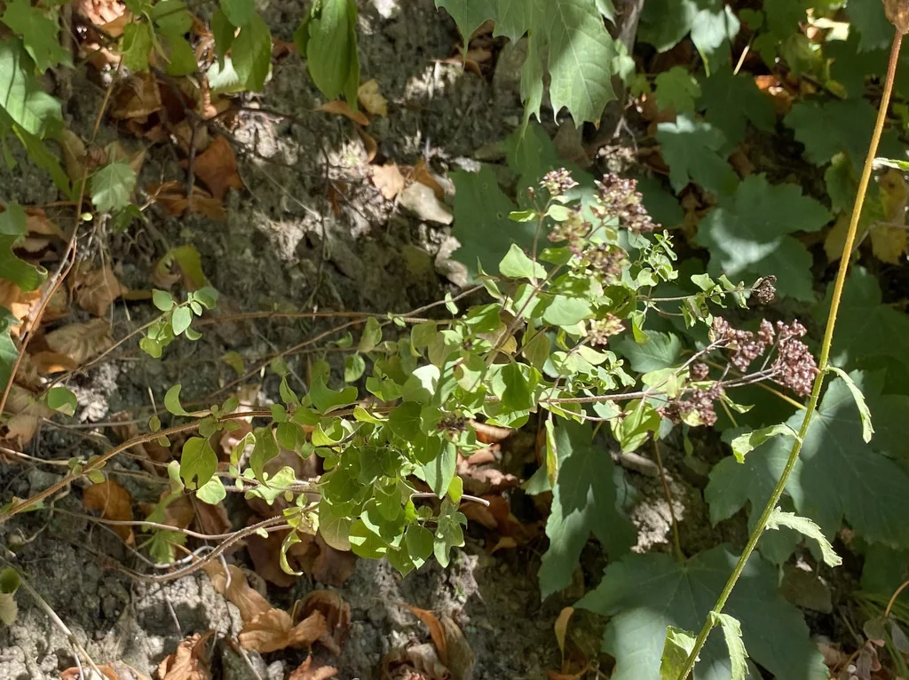 Origanum Vulgare