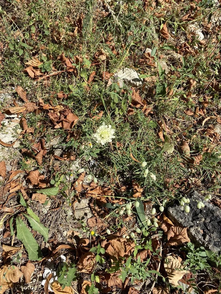 Scabiosa Ochroleuca
