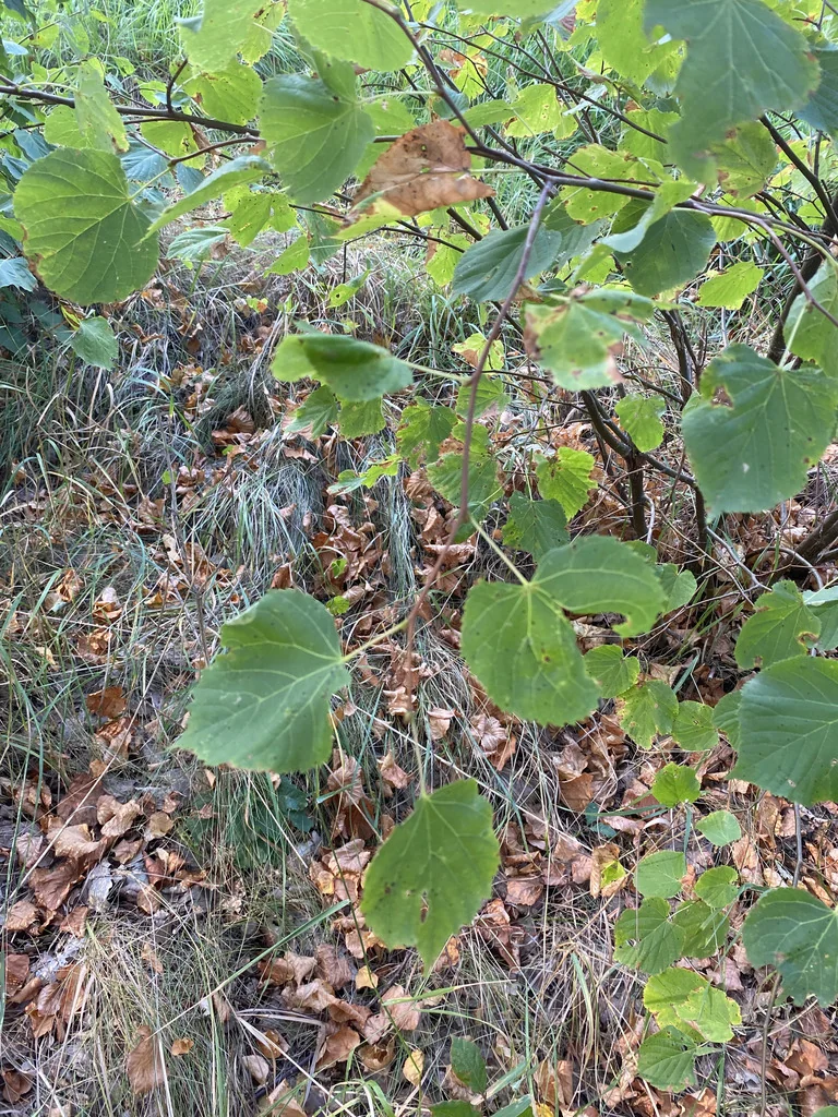 Tilia Cordata