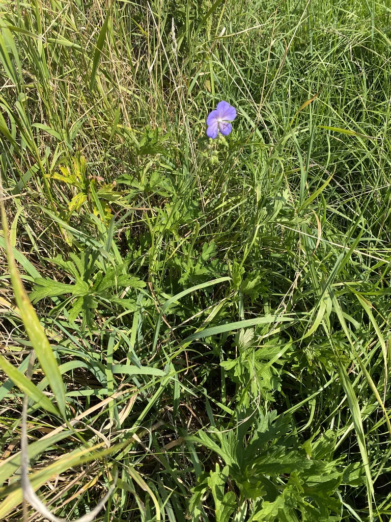 Geranium pratense