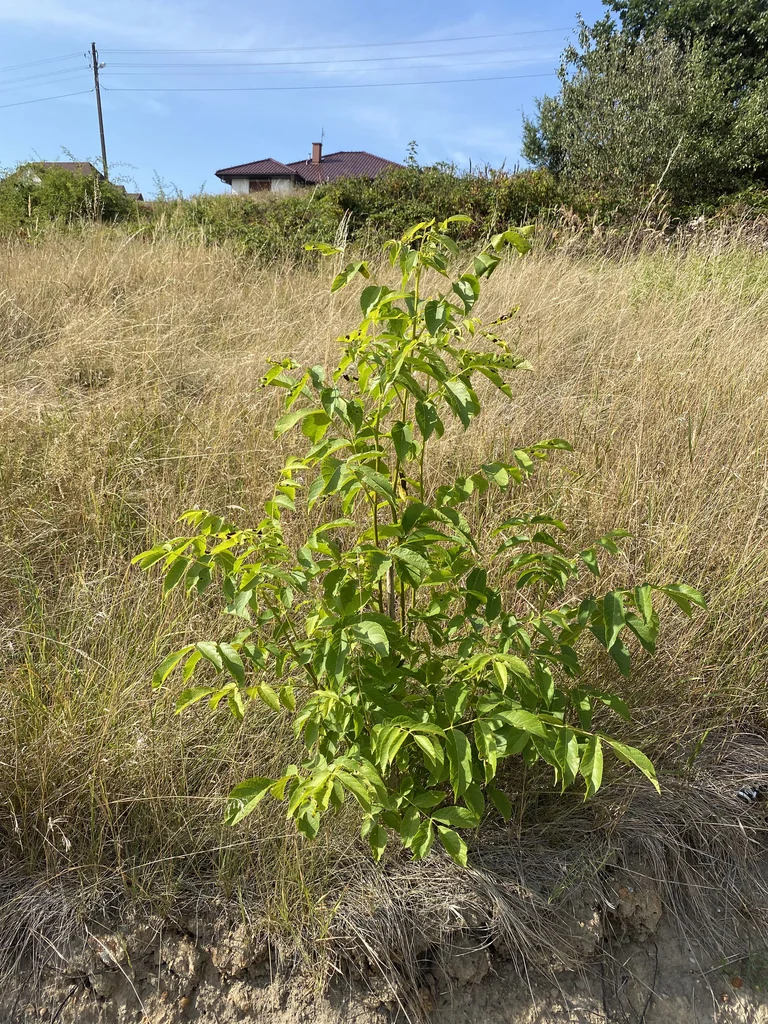 Juglans Regia