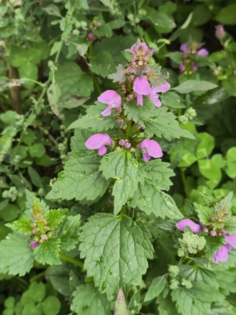 Lamium maculatum