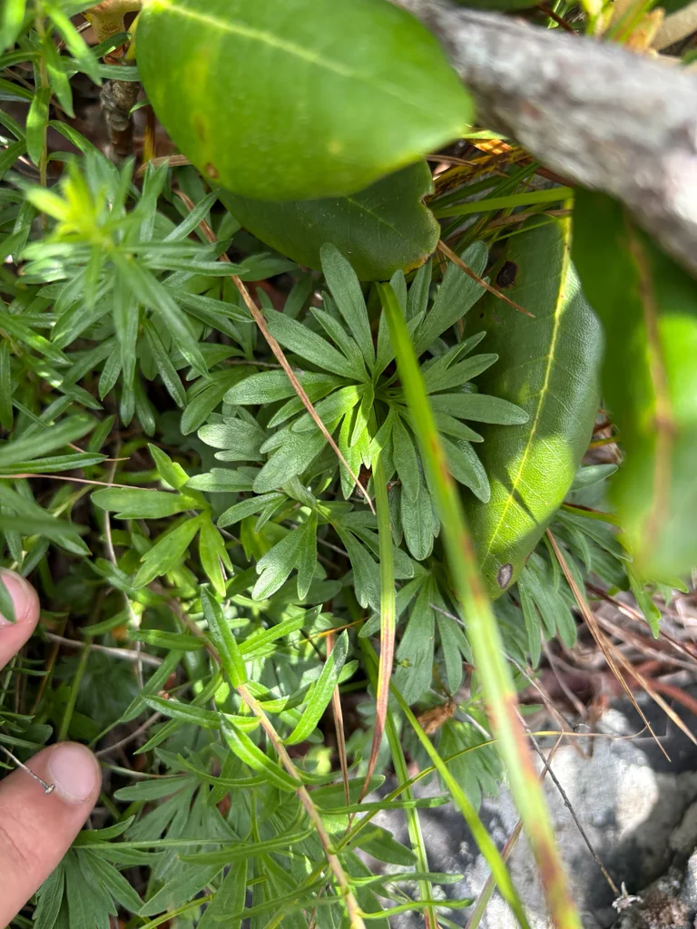 Viola Pedata