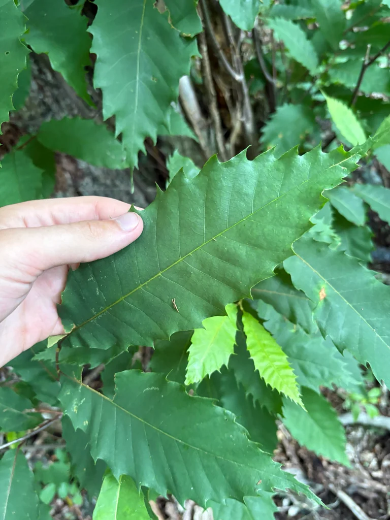 Castanea Dentata