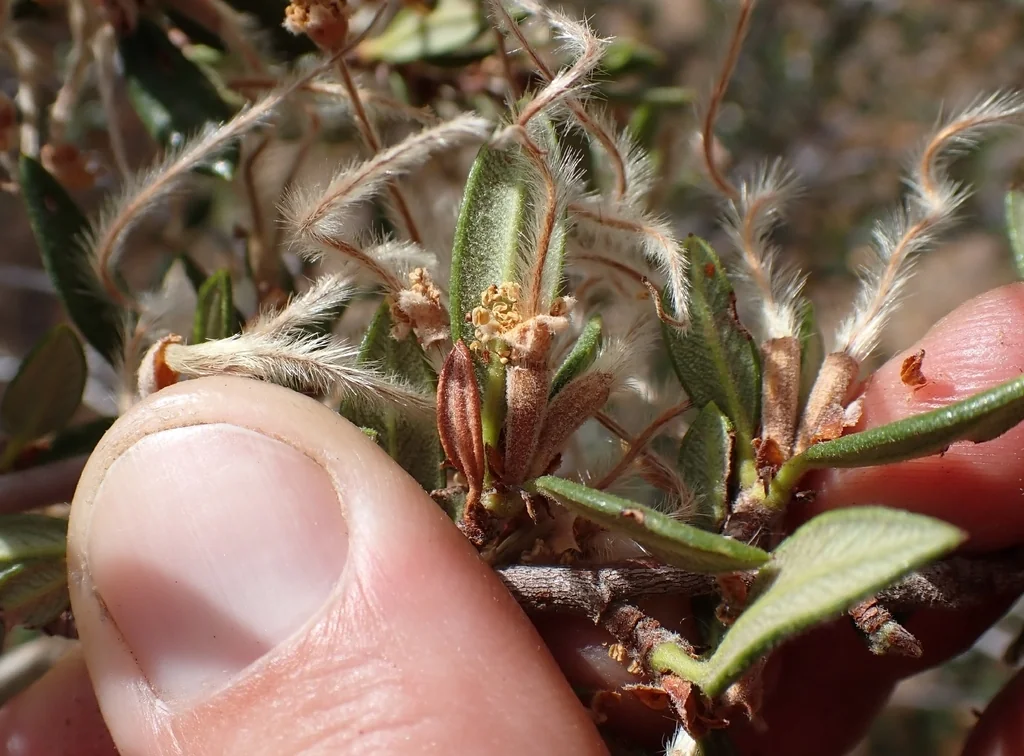 Cercocarpus Ledifolius