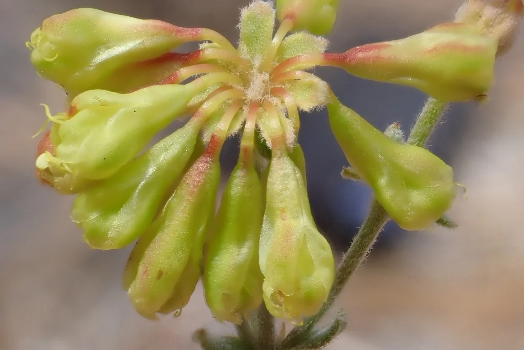 Eriogonum Umbellatum