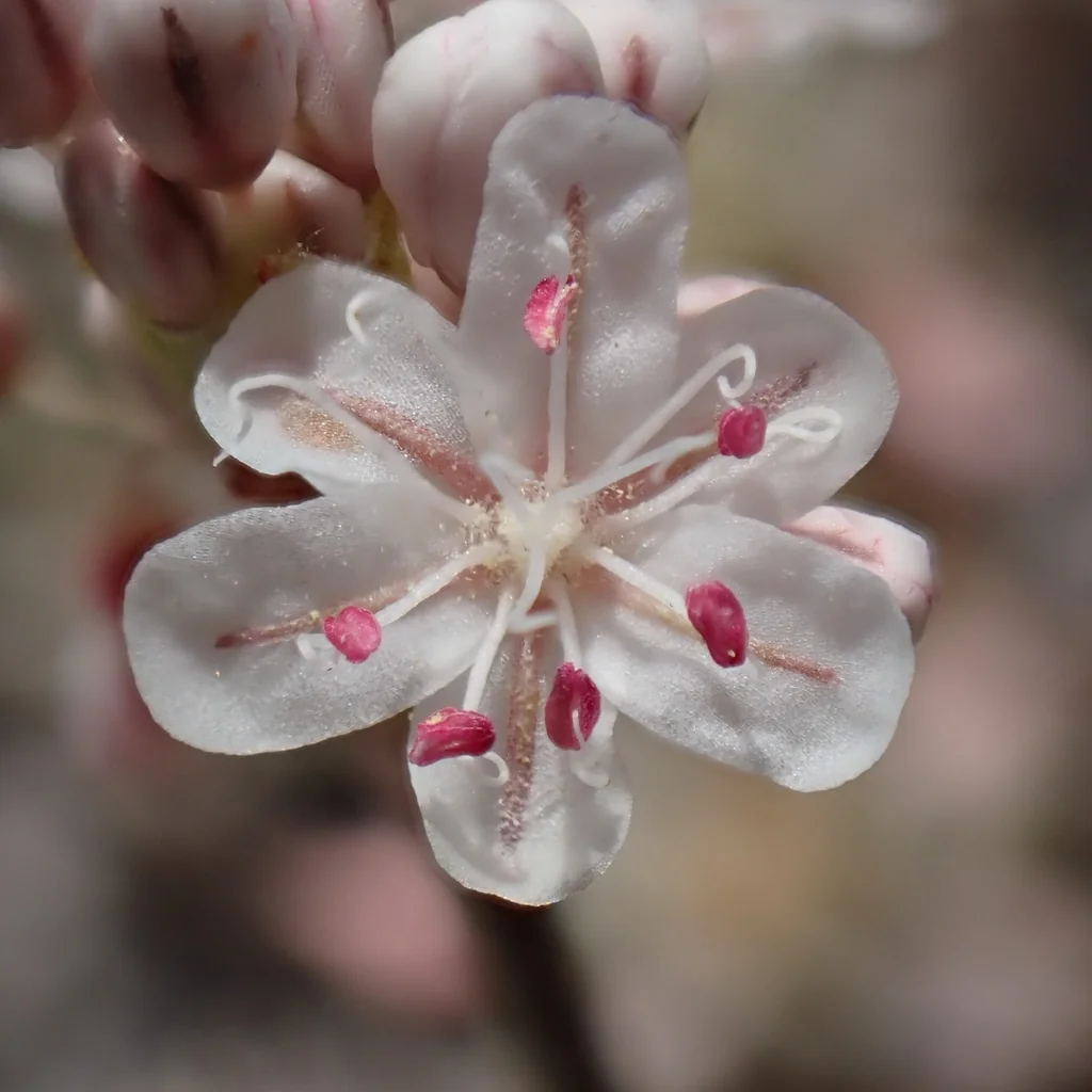 Eriogonum Wrightii