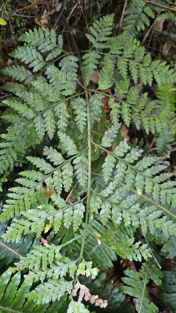 Rumohra Adiantiformis