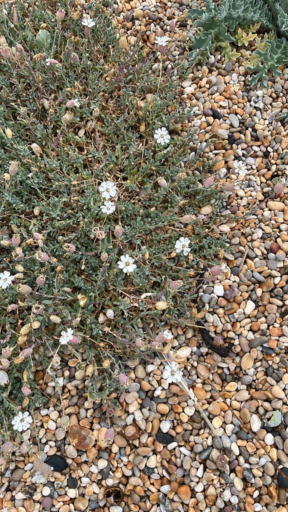 Silene Uniflora