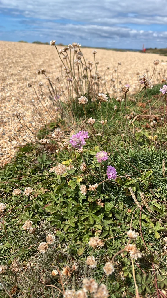 Armeria Maritima
