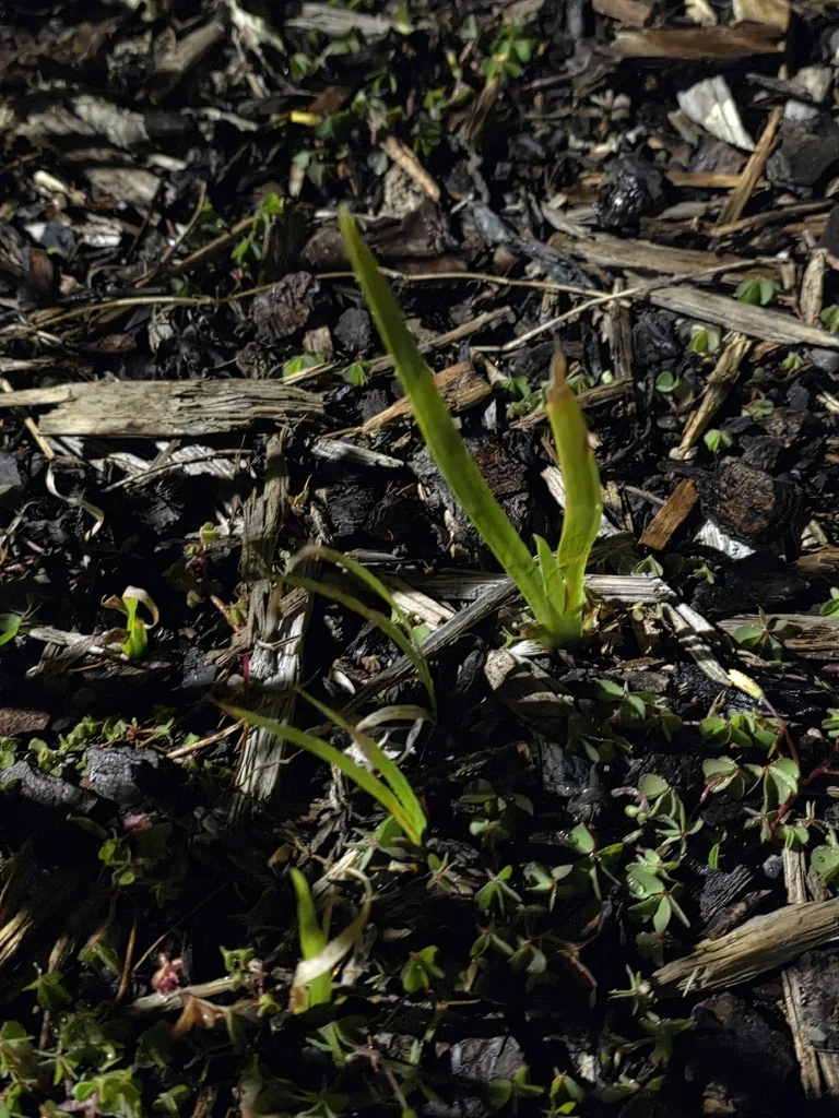 Iris Foetidissima