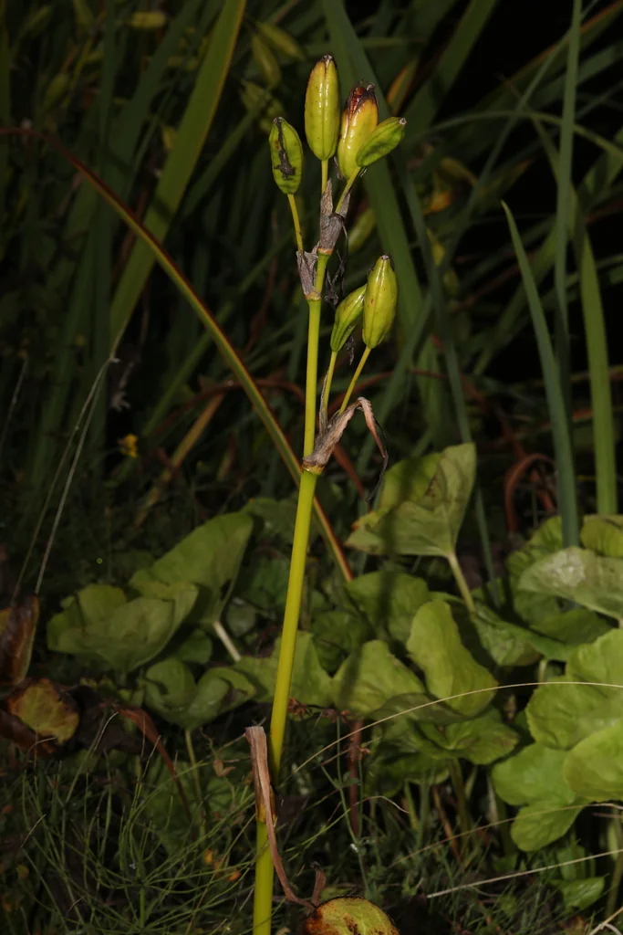 Iris Pseudacorus