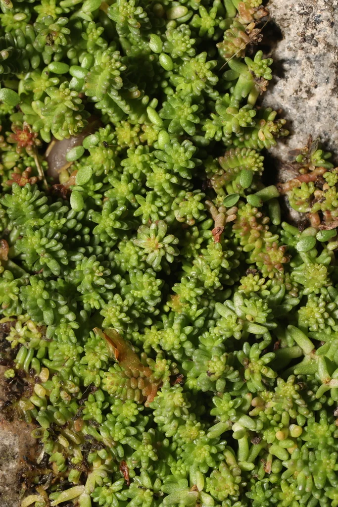 Sedum Album