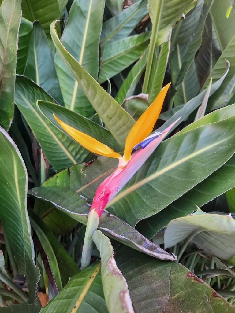Strelitzia Reginae
