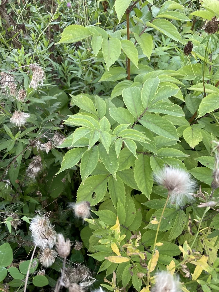 Sambucus Racemosa