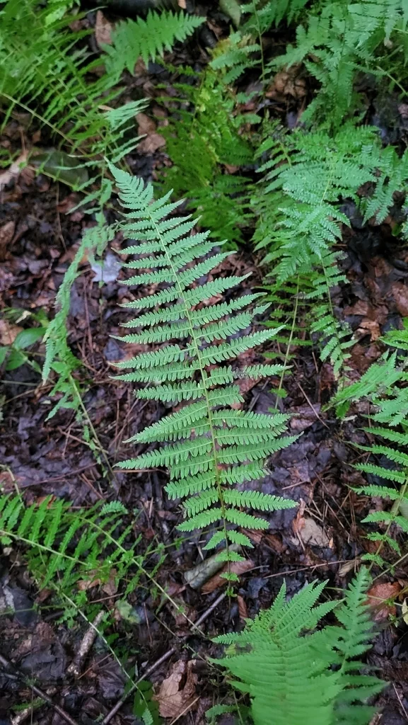Thelypteris Noveboracensis