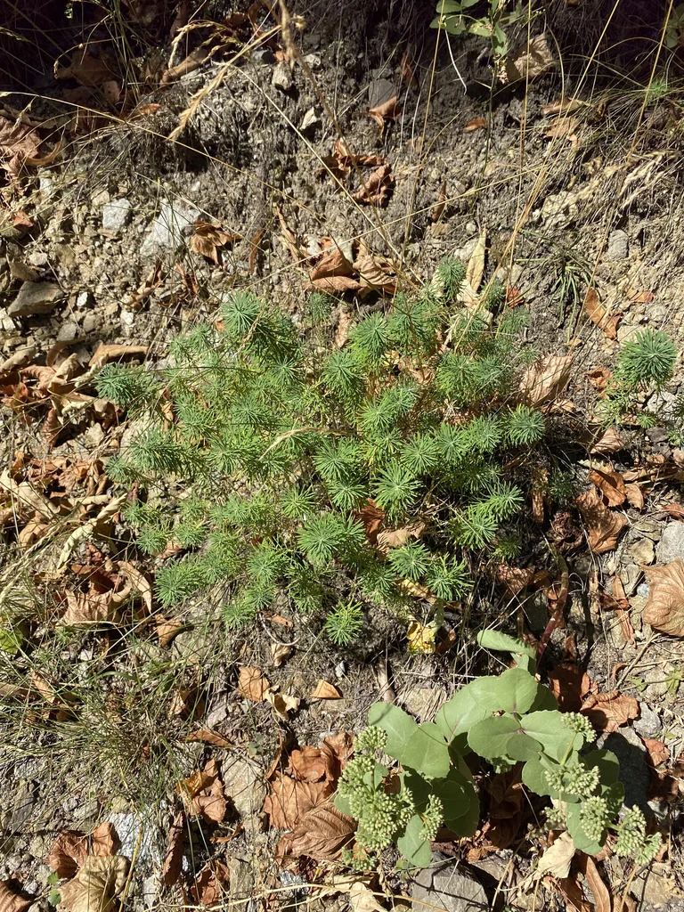 Euphorbia Cyparissias