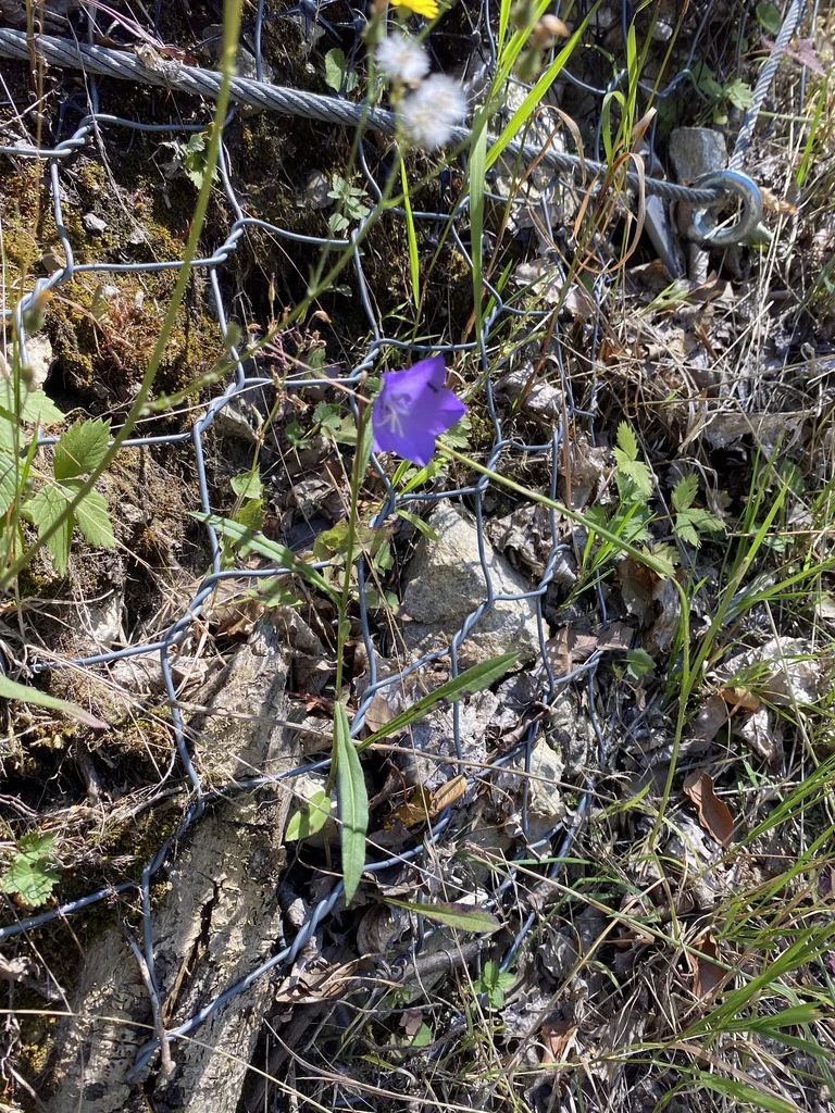 Campanula Persicifolia