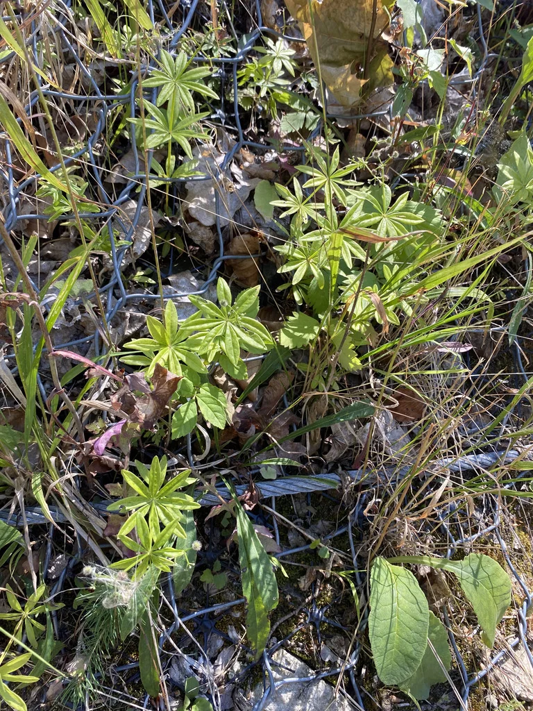 Galium Odoratum