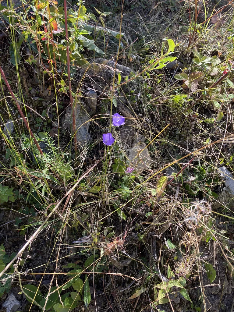 Campanula Persicifolia