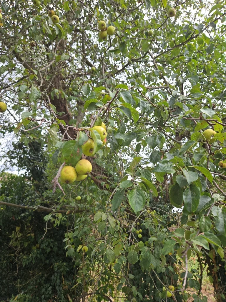 Malus Sylvestris