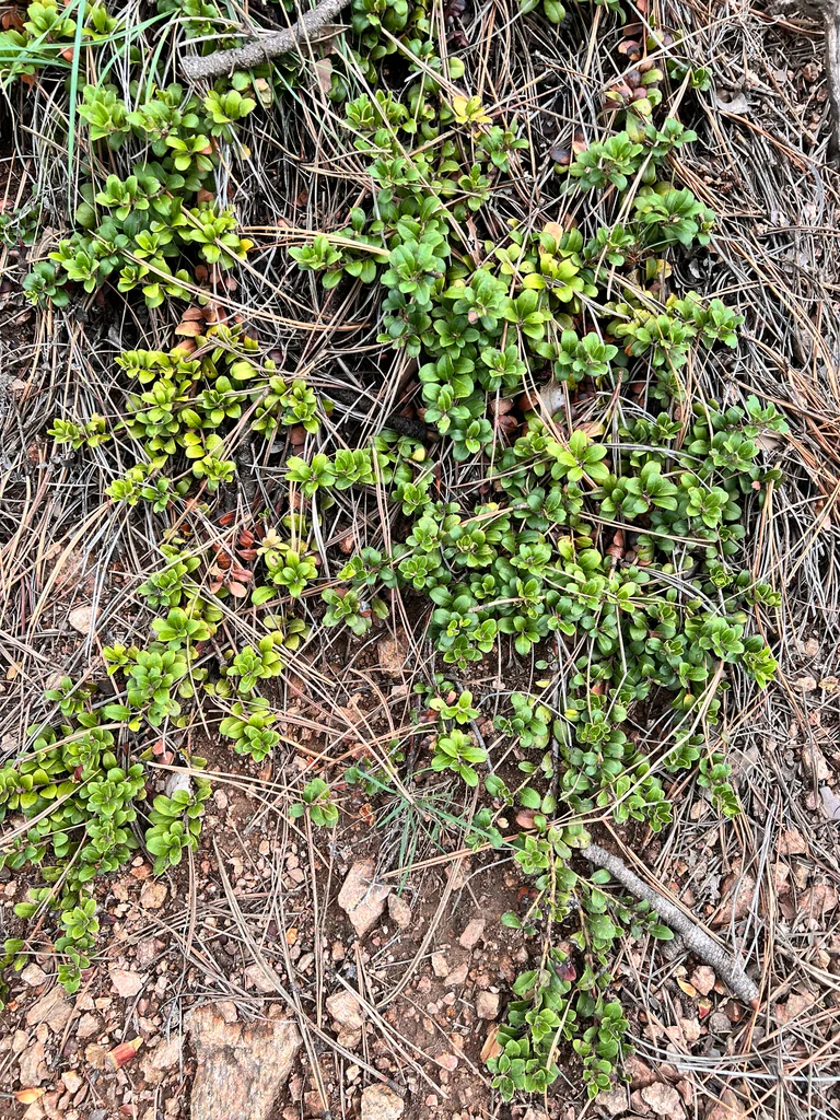 Arctostaphylos Uva-Ursi