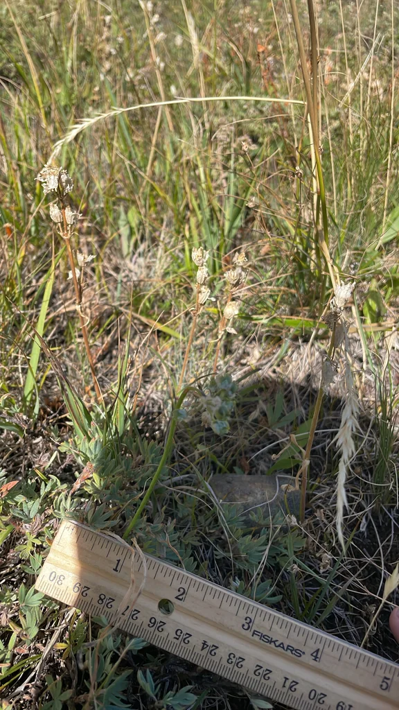 Allium Cernuum