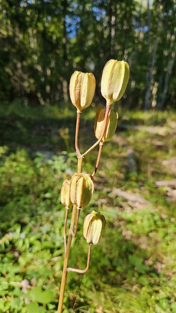 Lilium Martagon