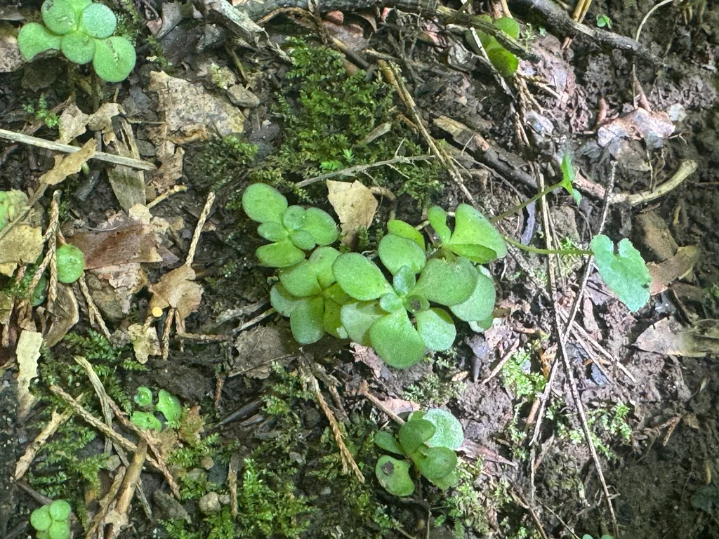 Sedum Ternatum