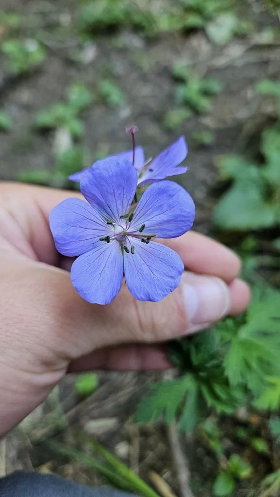 Geranium pratense