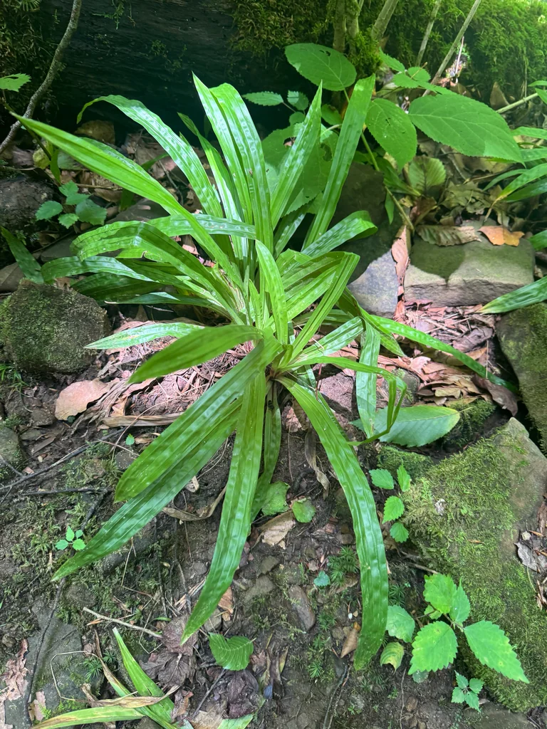 Carex plantaginea